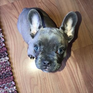 Meet your Posher, Jake